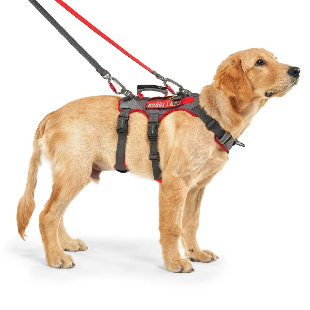 slim 3.0 harness & I-leash
